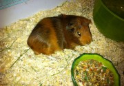 Breifly known as "Football", fuzzball enjoys the palatial spread we constructed for him.