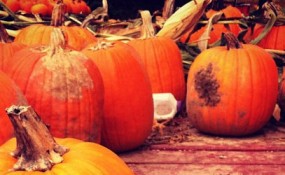 pumpkin_feat
